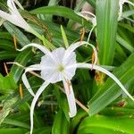 Hymenocallis littoralis Квітка