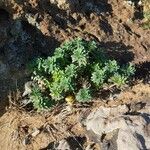 Euphorbia portlandica Habitat