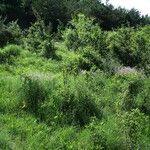 Vicia dalmatica 形態