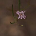 Epilobium brachycarpumКвітка