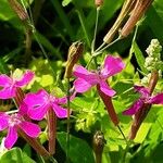 Atocion armeria Flower