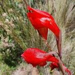 Gladiolus watsonioides Blodyn
