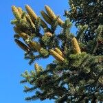 Abies cephalonica Fruit