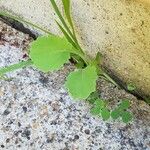 Brassica napus Habit