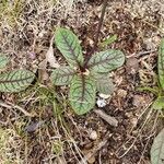 Hieracium venosum Liść