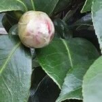 Camellia oleifera പുഷ്പം