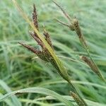 Carex riparia Fruit