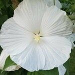 Hibiscus moscheutos Λουλούδι