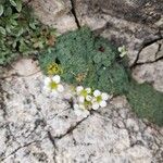 Saxifraga squarrosa Floare