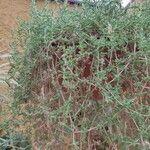 Mesembryanthemum nodiflorum Hoja