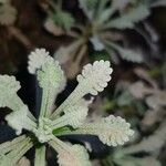 Achillea umbellata Deilen