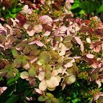 Hydrangea paniculata Flower