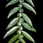 Azara lanceolata Blatt