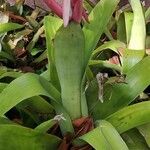 Aechmea aquilega Alkat (teljes növény)