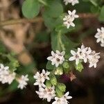 Stevia rebaudiana Blüte
