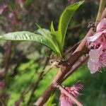 Prunus persicaFlower