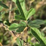 Vigna frutescens Blatt