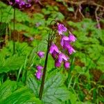 Primula matthioli Flower