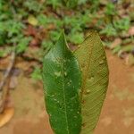 Amphimas ferrugineus Лист