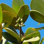 Clusia mangle Fruit