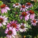 Echinacea purpureaBlomst