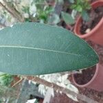 Ficus obliqua Leaf