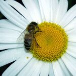 Leucanthemum maximum Fleur