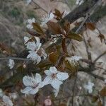 Prunus cerasifera Flor