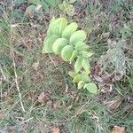 Polygonatum odoratum Vekstform