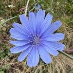 Cichorium endiviaFlower