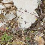 Medicago coronata Staniste