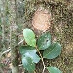 Syzygium mouanum Habitat