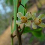 Xylocarpus granatum Fiore