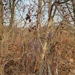 Alnus serrulata Fruto