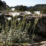 Cerastium gibraltaricum Hábito