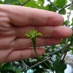Trichosanthes cucumerina Egyéb