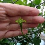 Trichosanthes cucumerina Sonstige