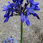 Agapanthus campanulatus