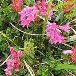 Rhododendron hirsutumKukka