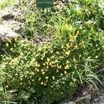 Saxifraga × elisabethiae