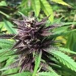 Cannabis sativa Blomma