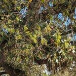 Quercus virginiana Flors