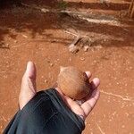 Attalea brasiliensis Fruto
