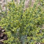 Artemisia caerulescens Lorea