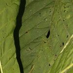 Pentagonia hirsuta Leaf