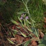 Raphanus sativus 果實