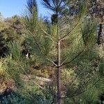 Pinus coulteri кора