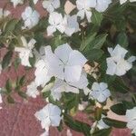 Catharanthus roseusFleur