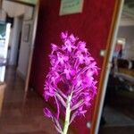 Anacamptis pyramidalisІншае