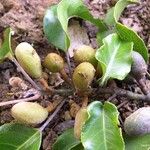 Elaeocarpus dognyensis Fruit